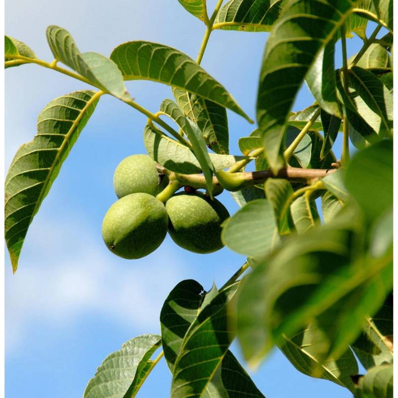Echter Walnuss 80-100cm - Juglans regia von Die Nr-01.de