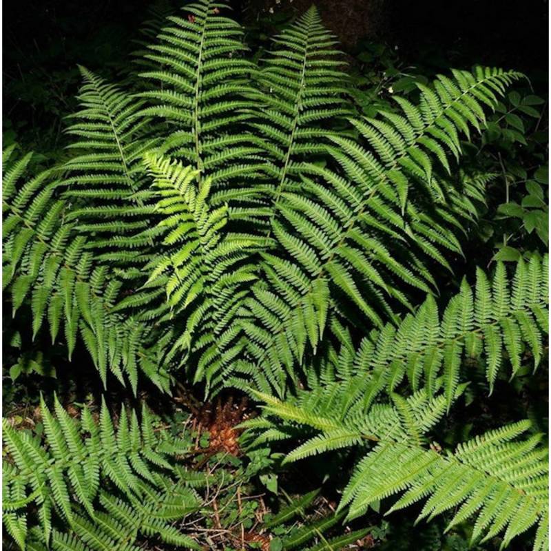 Echter Wurmfarn - großer Topf - Dryopteris filix mas von Die Nr-01.de