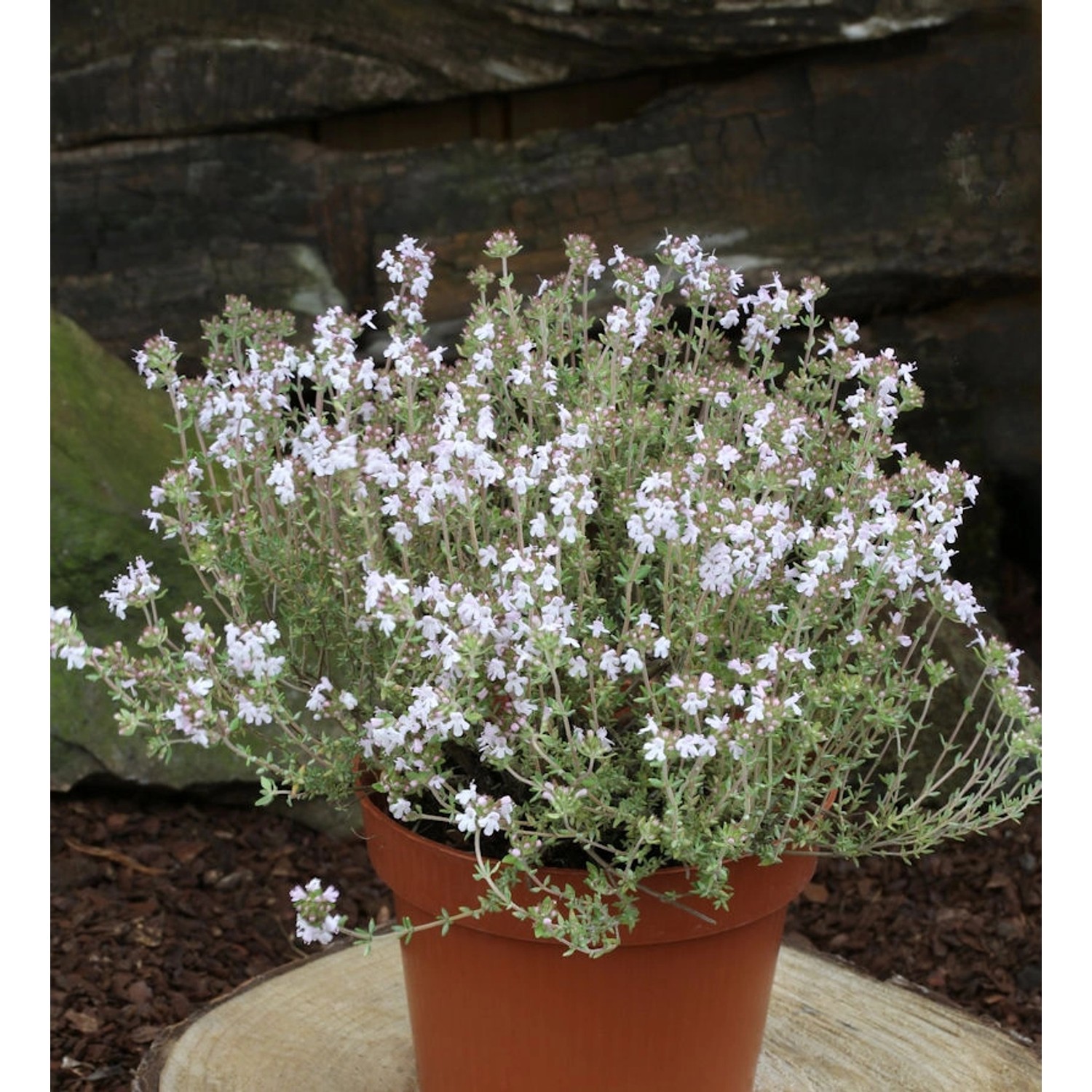 Echter Zitronen Thymian Orange Scent - Thymus citriodorus von Die Nr-01.de