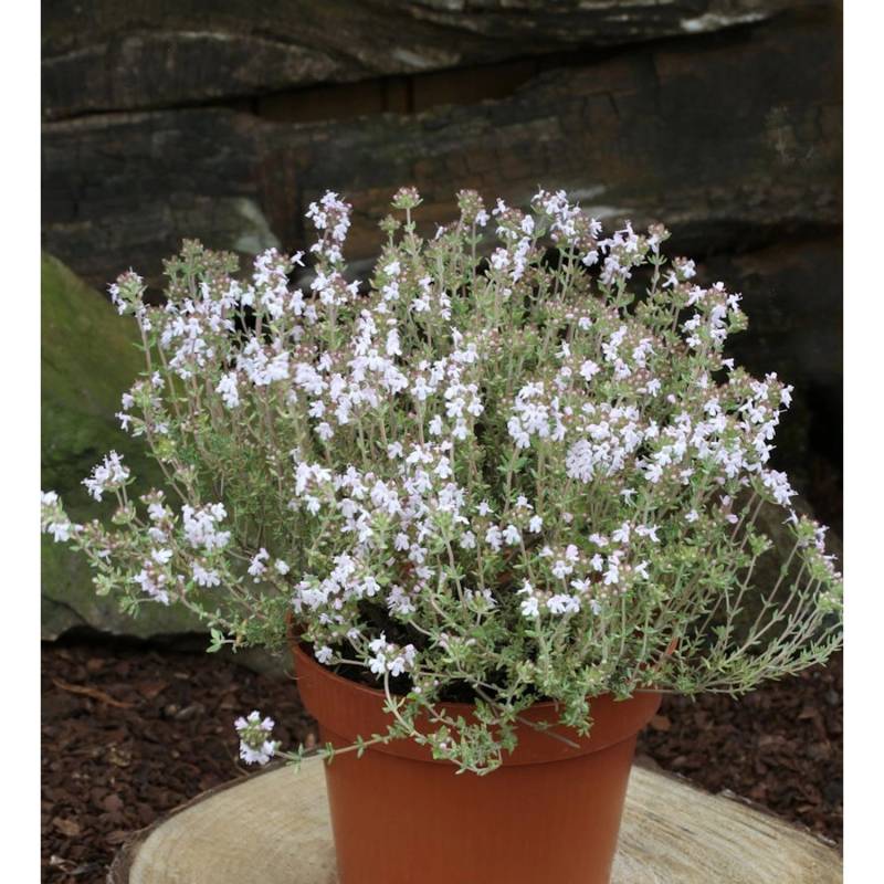 Echter Zitronen Thymian Orange Scent - Thymus citriodorus von Die Nr-01.de