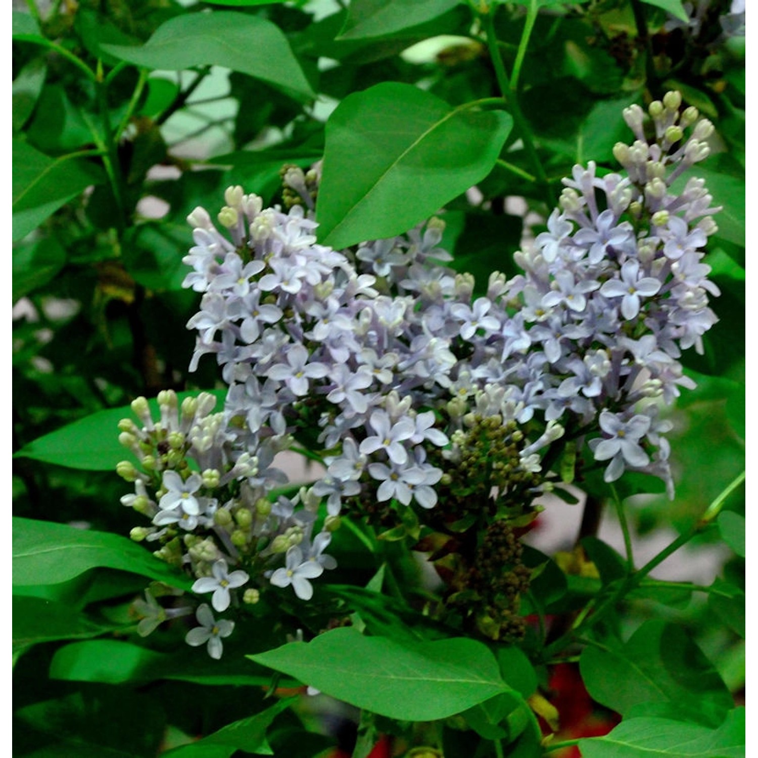 Edelflieder Amethyst - Kircher-Collection 100-125cm - Syringa vulgaris Edelflieder Amethyst - Kircher-Collection 100-125cm - Syringa vulgaris von Die Nr-01.de