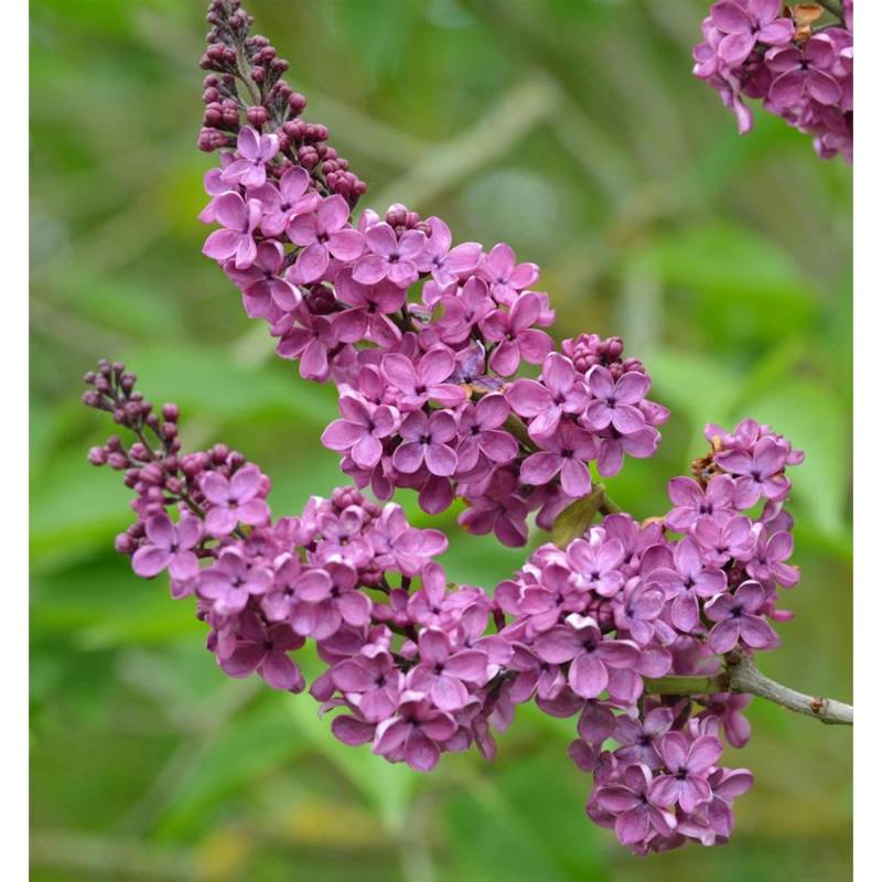 Edelflieder Andenken an Ludwig Späth 100-125cm - Syringa vulgaris von Die Nr-01.de