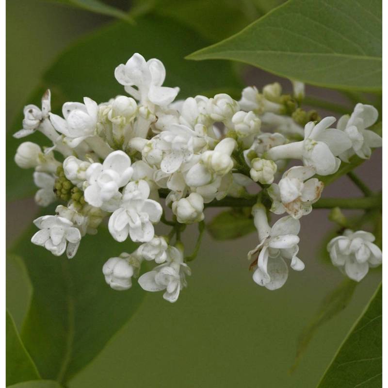Edelflieder Angel White - Kircher-Collection 40-60cm - Syringa hyacinthiflora von Die Nr-01.de