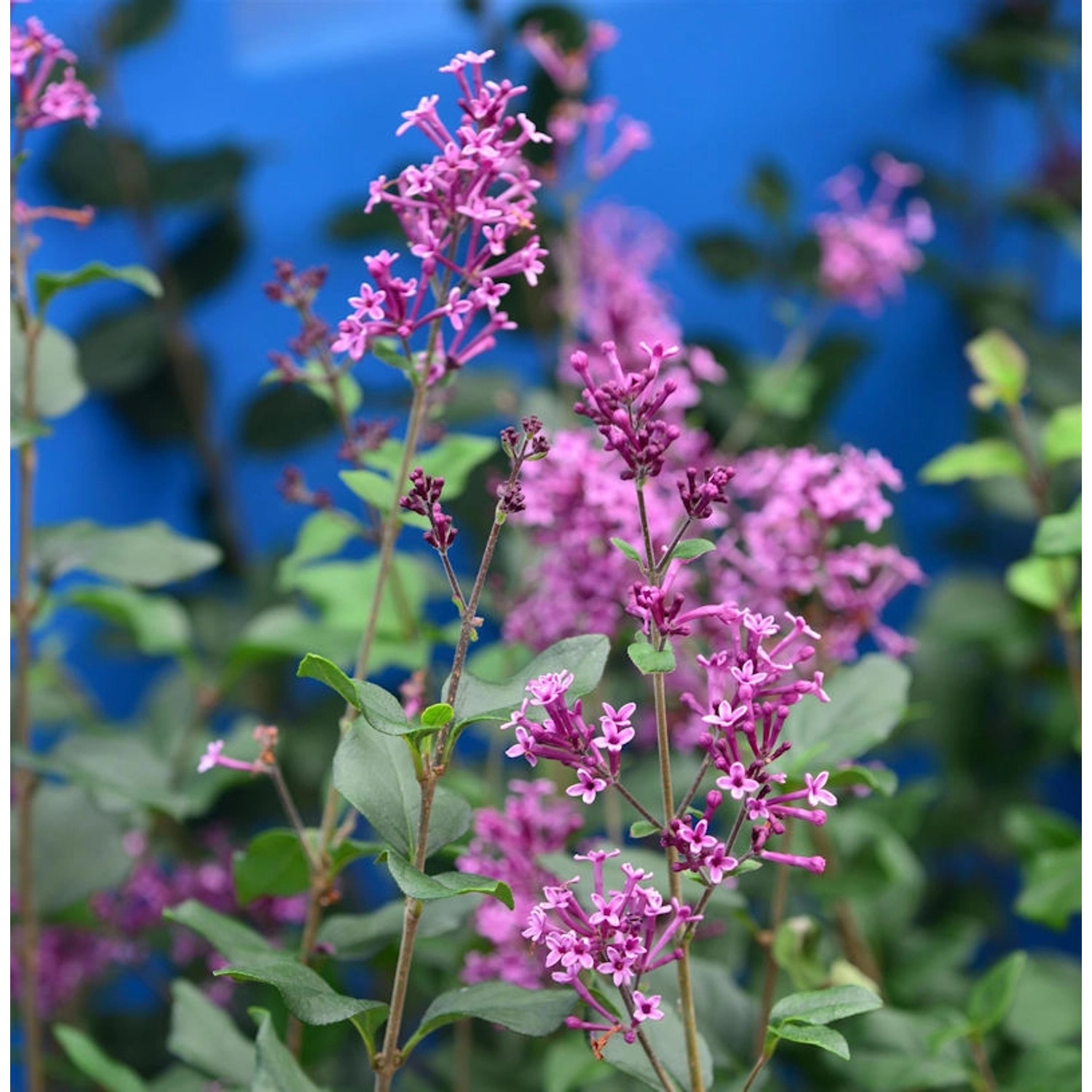 Edelflieder Bloomerang Dark Purple 60-80cm - Syringa Edelflieder Bloomerang Dark Purple 60-80cm - Syringa von Die Nr-01.de