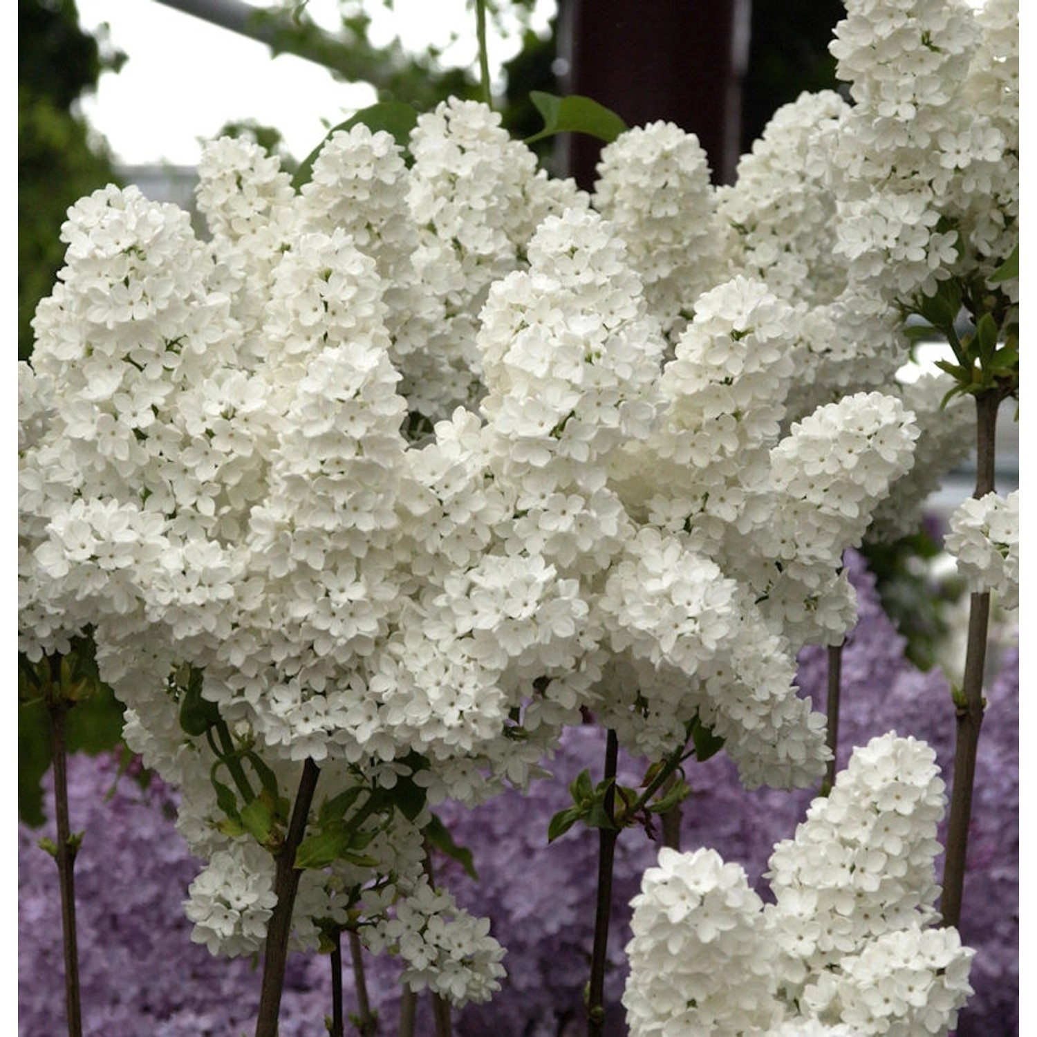 Edelflieder Florent Stepman 40-60cm - Syringa vulgaris Edelflieder Florent Stepman 40-60cm - Syringa vulgaris von Die Nr-01.de