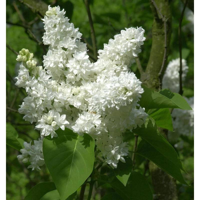 Edelflieder Madame Lemoine 125-150cm - Syringa vulgaris von Die Nr-01.de