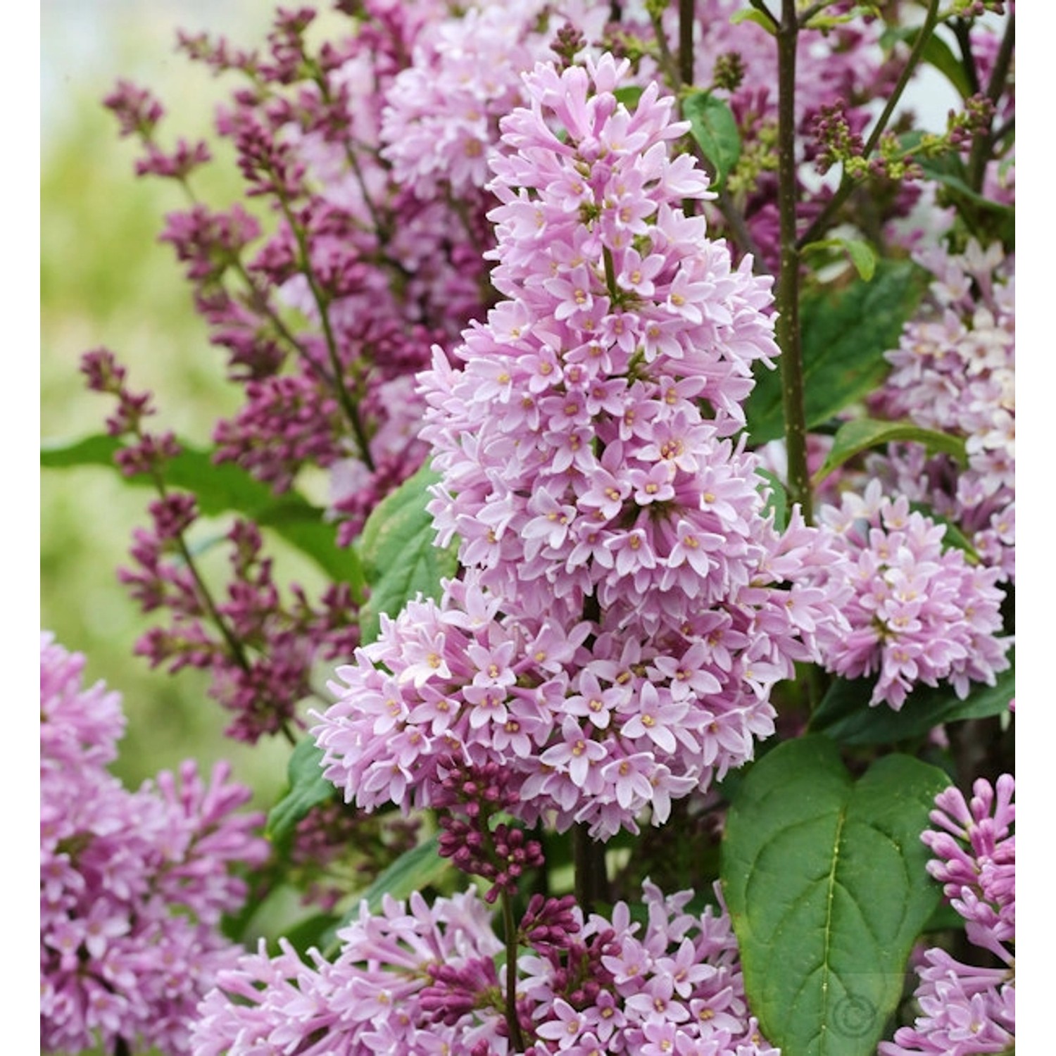 Edelflieder Minuet - Kircher-Collection 80-100cm - Syringa hyacinthiflora Edelflieder Minuet - Kircher-Collection 80-100cm - Syringa hyacinthiflora von Die Nr-01.de