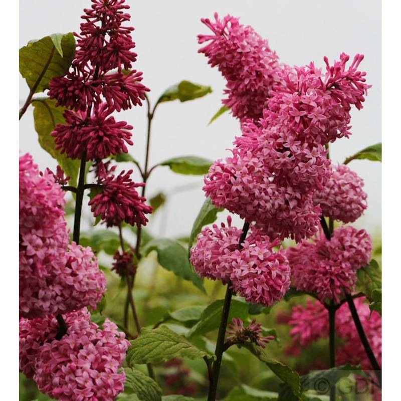 Edelflieder Miss Canada - Kircher-Collection 125-150cm - Syringa hyacinthiflora von Die Nr-01.de
