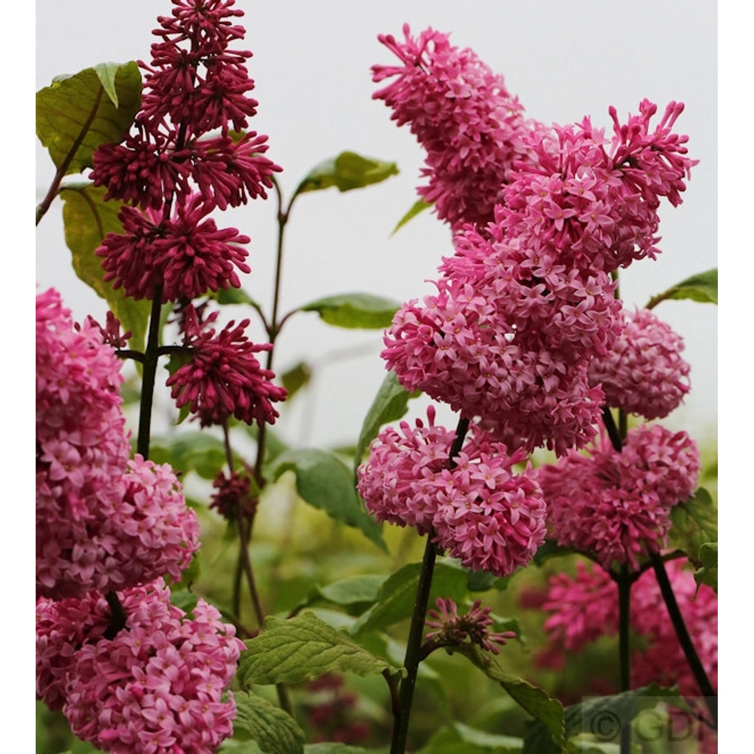 Edelflieder Miss Canada - Kircher-Collection 80-100cm - Syringa hyacinthiflora Edelflieder Miss Canada - Kircher-Collection 80-100cm - Syringa hyacinthiflora von Die Nr-01.de
