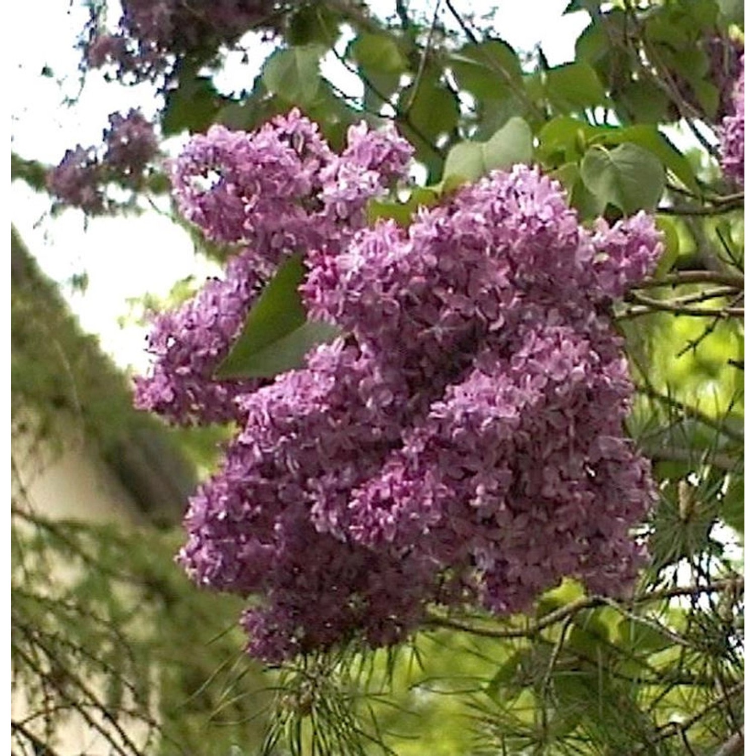 Edelflieder Mrs Eward Harding 40-60cm - Syringa vulgaris Edelflieder Mrs Eward Harding 40-60cm - Syringa vulgaris von Die Nr-01.de