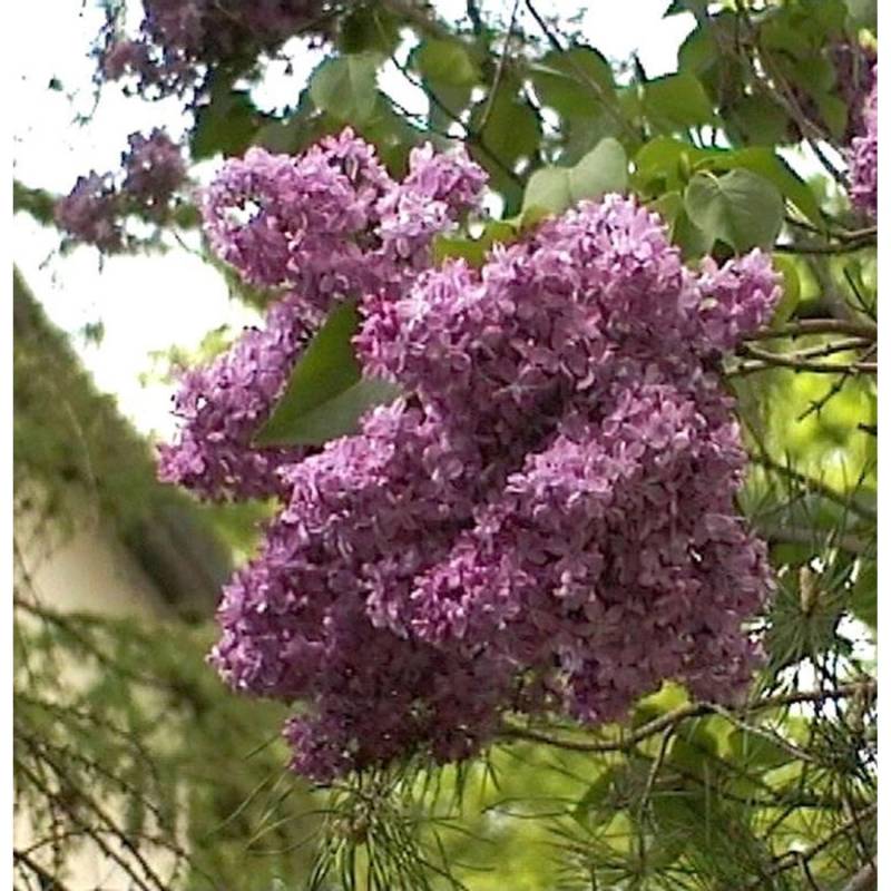 Edelflieder Mrs Eward Harding 40-60cm - Syringa vulgaris von Die Nr-01.de