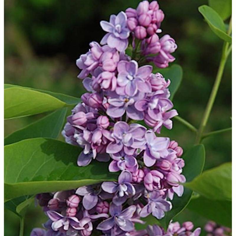 Edelflieder Paul Thirion 40-60cm - Syringa vulgaris von Die Nr-01.de