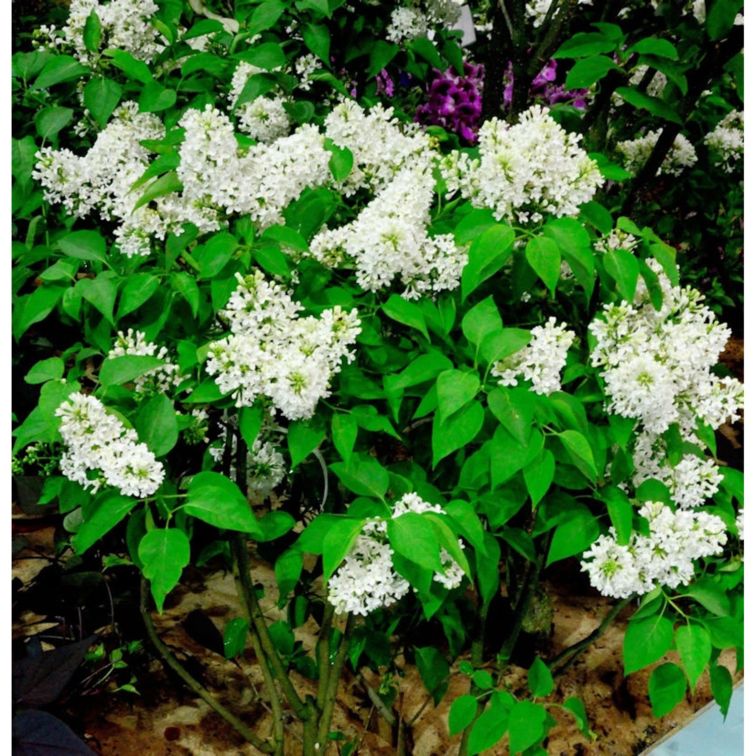 Edelflieder Sterntaler - Kircher-Collection 40-60cm - Syringa vulgaris Edelflieder Sterntaler - Kircher-Collection 40-60cm - Syringa vulgaris von Die Nr-01.de