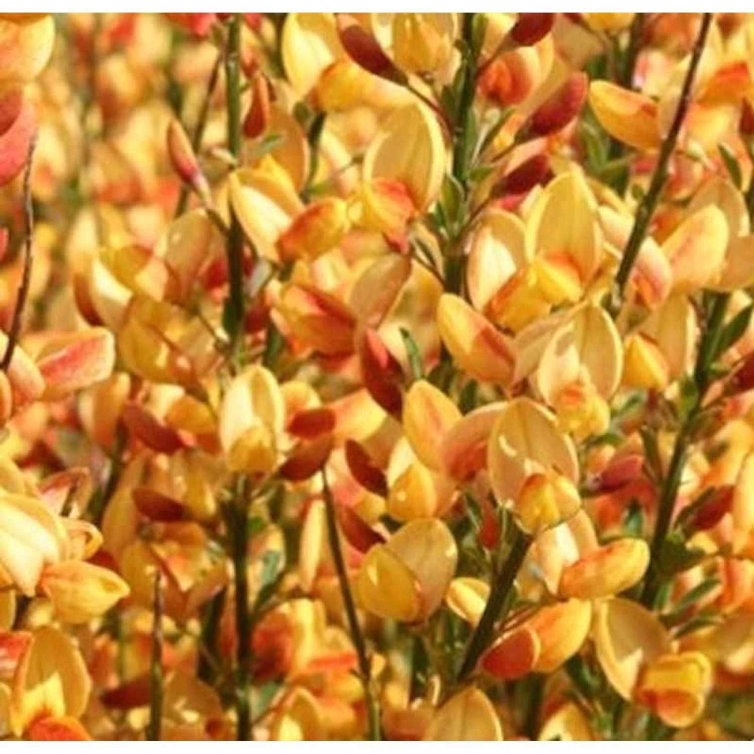 Edelginster Apricot Gem 60-80cm - Cytisus scoparius Edelginster Apricot Gem 60-80cm - Cytisus scoparius von Die Nr-01.de