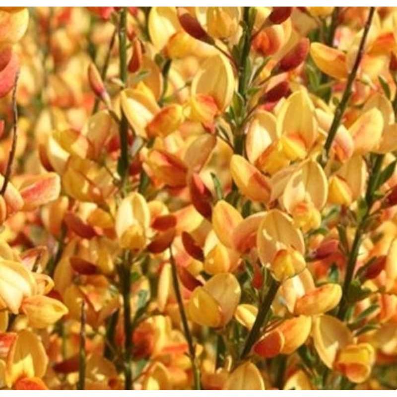 Edelginster Apricot Gem 60-80cm - Cytisus scoparius von Die Nr-01.de