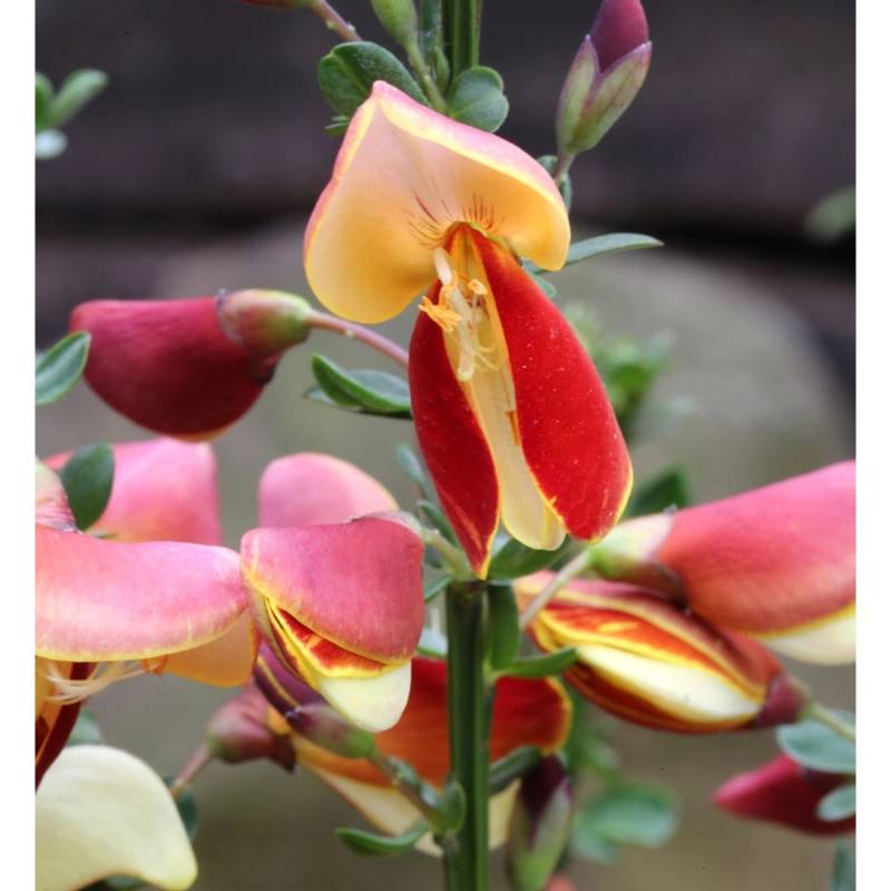 Edelginster Fantasy 40-60cm - Cytisus scoparius von Die Nr-01.de
