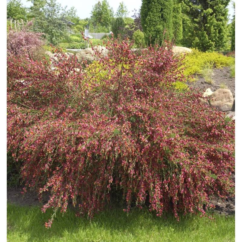 Edelginster Red Wings 60-80cm - Cytisus scoparius von Die Nr-01.de