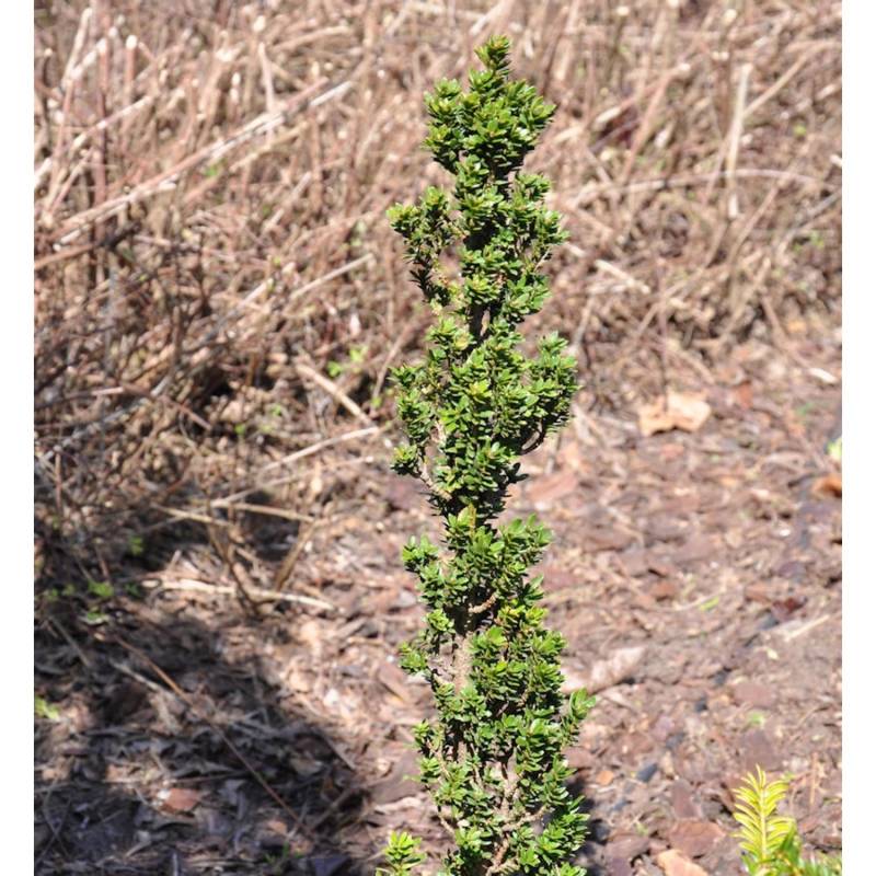 Eibe Green Column 30-40cm - Taxus baccata von Die Nr-01.de
