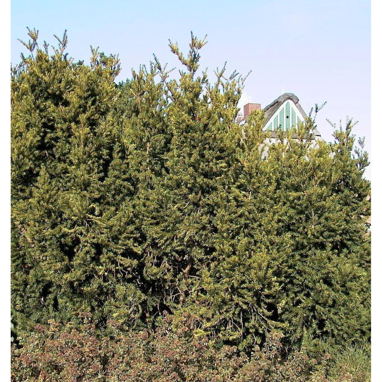 Eibe Hillii 80-100cm - Taxus media von Die Nr-01.de