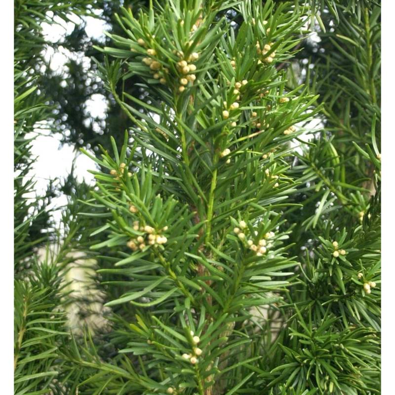 Eibe Kazio 80-100cm - Taxus media Eibe Kazio 80-100cm - Taxus media von Die Nr-01.de