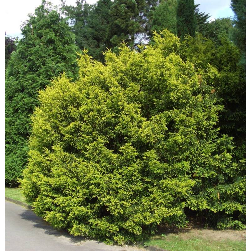 Eibe Tymon 60-80cm - Taxus media Eibe Tymon 60-80cm - Taxus media von Die Nr-01.de