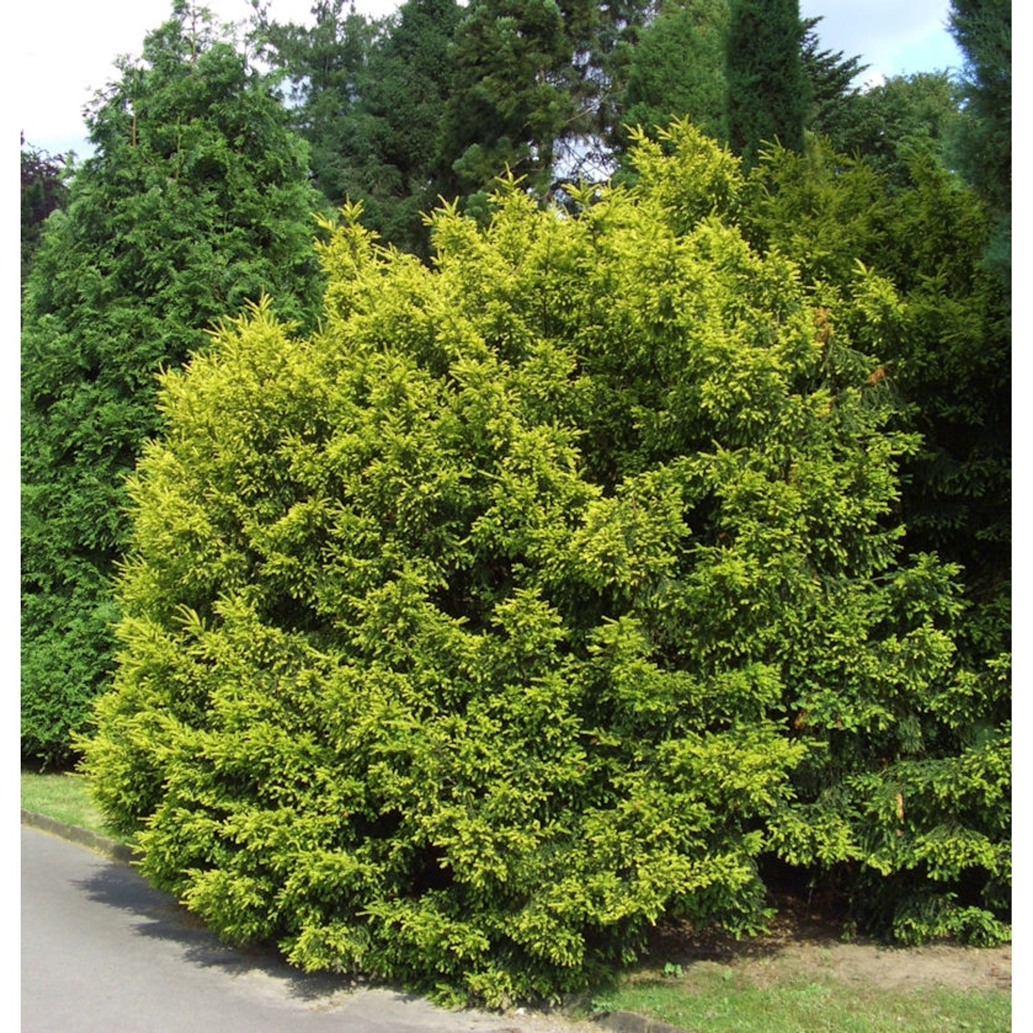 Eibe Tymon 80-100cm - Taxus media von Die Nr-01.de