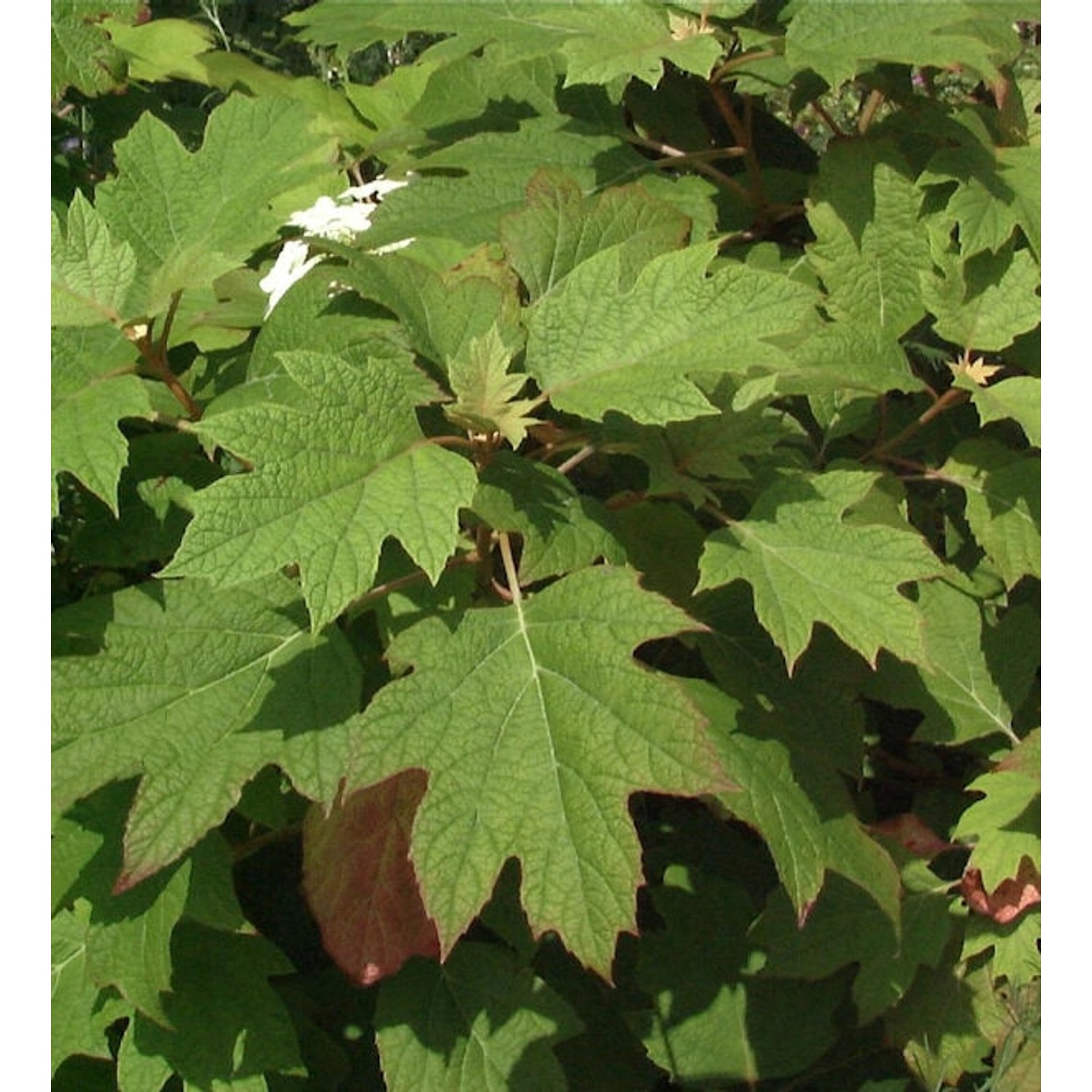 Eichenblättrige Hortensie Amethyst 30-40cm - Hydrangea quercifolia Eichenblättrige Hortensie Amethyst 30-40cm - Hydrangea quercifolia von Die Nr-01.de