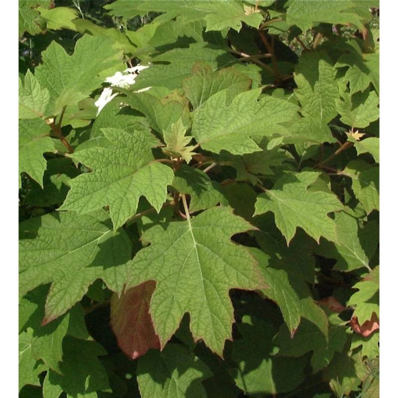 Eichenblättrige Hortensie Amethyst 30-40cm - Hydrangea quercifolia von Die Nr-01.de