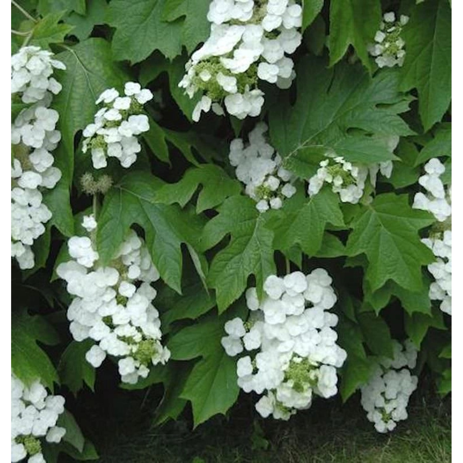 Eichenblättrige Hortensie Black Porch 40-60cm - Hydrangea quercifolia Eichenblättrige Hortensie Black Porch 40-60cm - Hydrangea quercifolia von Die Nr-01.de