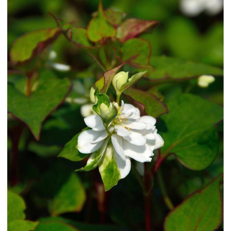 Eidechsenschwanz Plena - Houttuynia cordata von Die Nr-01.de