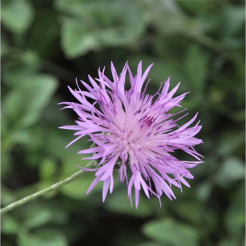 Einfache Kissen-Flockenblume - Centaurea simplicicaulis von Die Nr-01.de