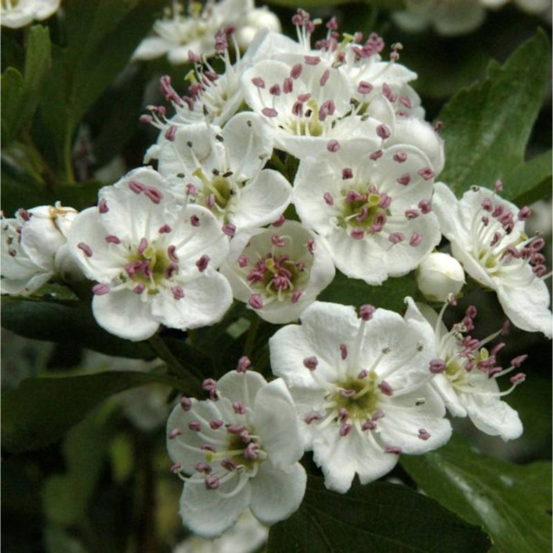 Eingriffeliger Weißdorn 80-100cm - Crataegus monogyna von Die Nr-01.de