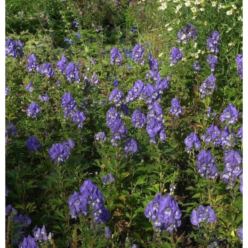 Eisenhut Blue Lagoon - Aconitum cammarum von Die Nr-01.de