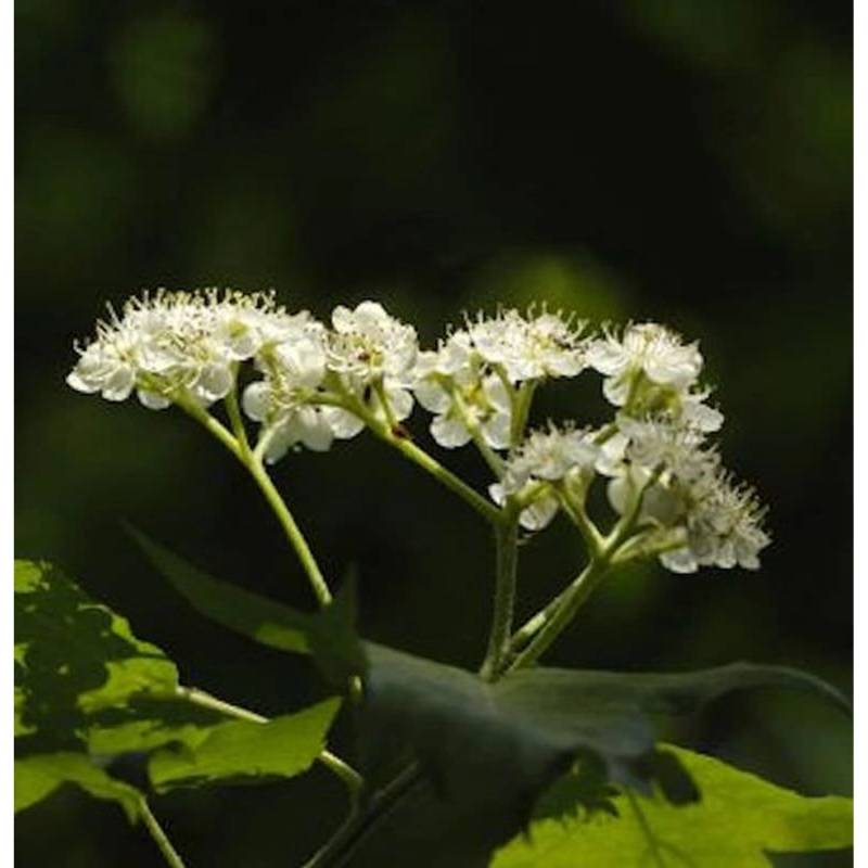 Erlenblättrige Eberesche Red Bird 80-100cm - Sorbus alnifolia von Die Nr-01.de