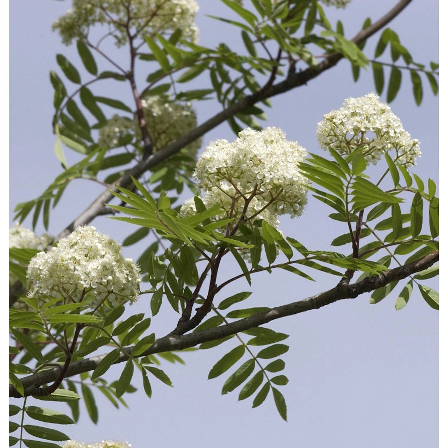 Eßbare Eberesche 80-100cm - Sorbus aucuparia Eßbare Eberesche 80-100cm - Sorbus aucuparia von Die Nr-01.de