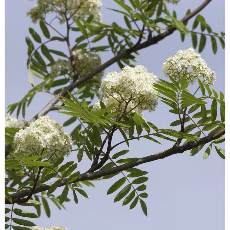Eßbare Eberesche 80-100cm - Sorbus aucuparia von Die Nr-01.de
