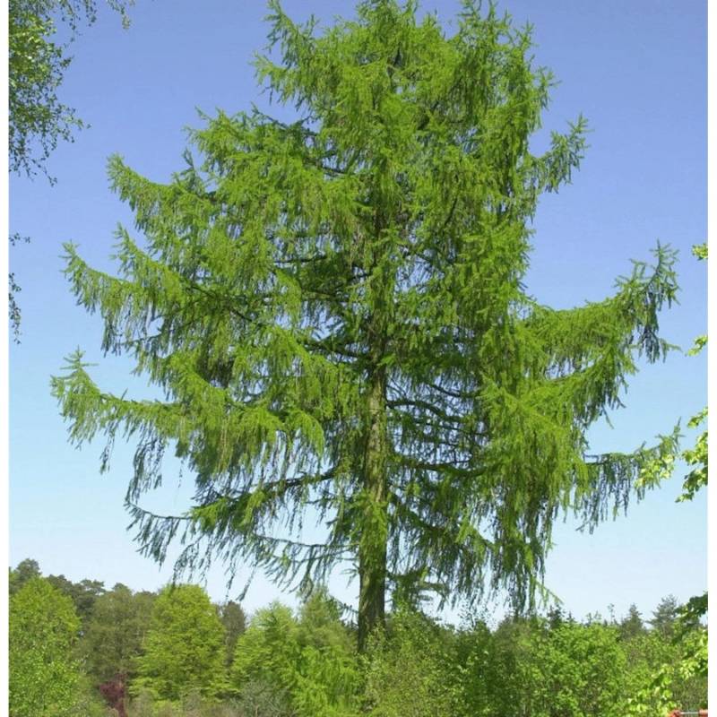 Europäische Lärche 80-100cm - Larix decidua von Die Nr-01.de