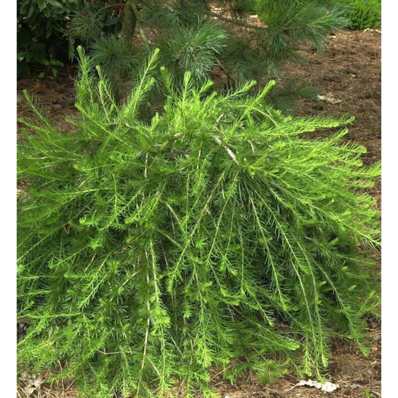 Europäische Lärche Bogle 40-60cm - Larix decidua von Die Nr-01.de