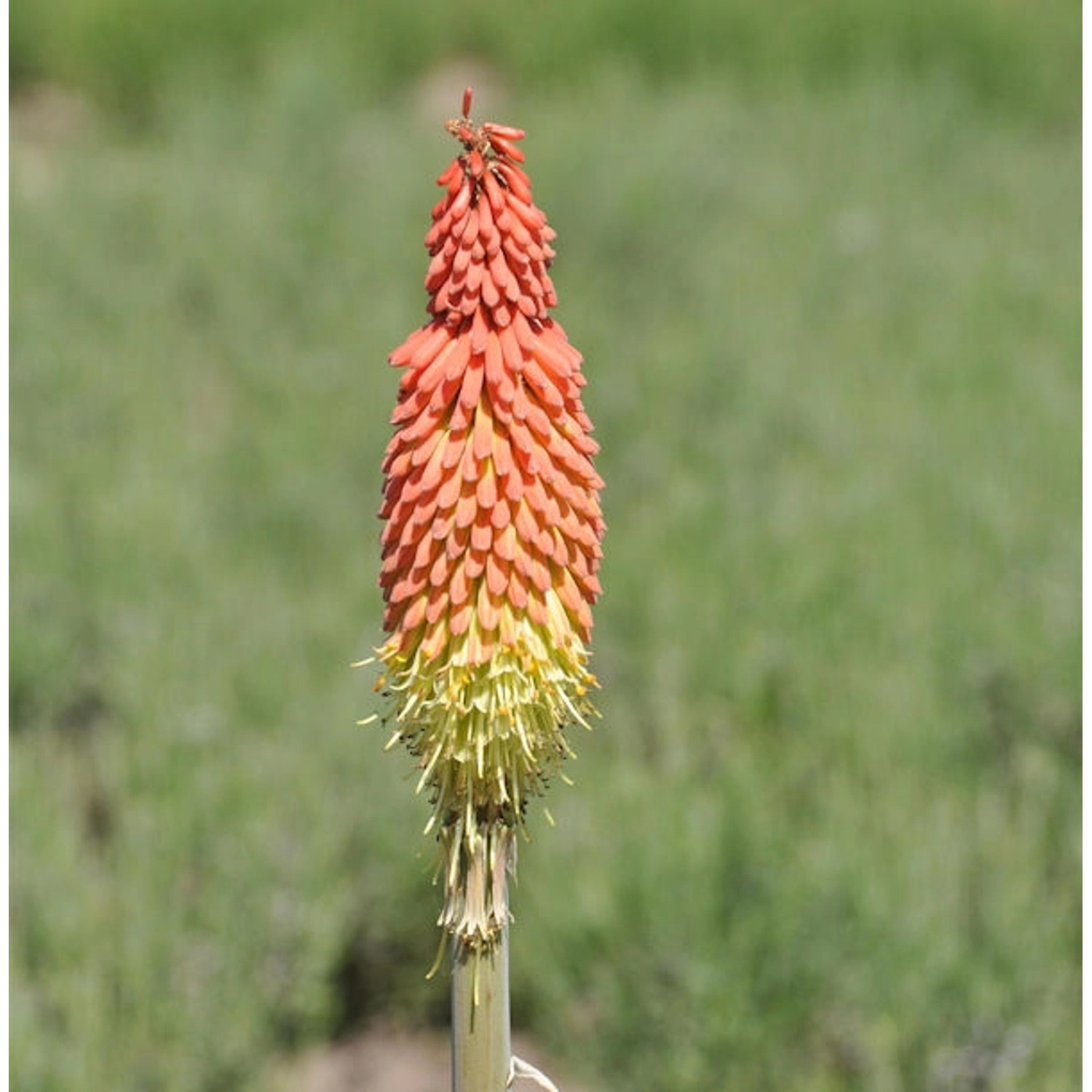 Fackellilie Royal Castle - Kniphofia uvaria Fackellilie Royal Castle - Kniphofia uvaria von Die Nr-01.de