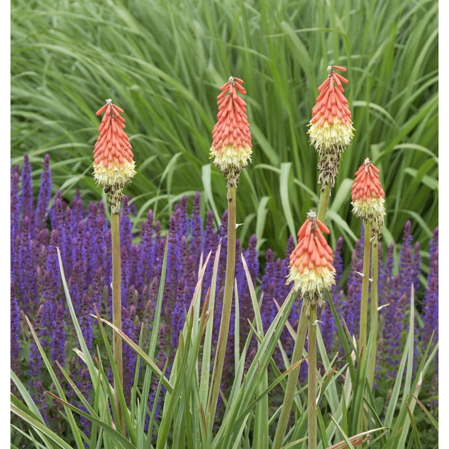 Fackellilie Royal Standard - Kniphofia Hybrid Fackellilie Royal Standard - Kniphofia Hybrid von Die Nr-01.de
