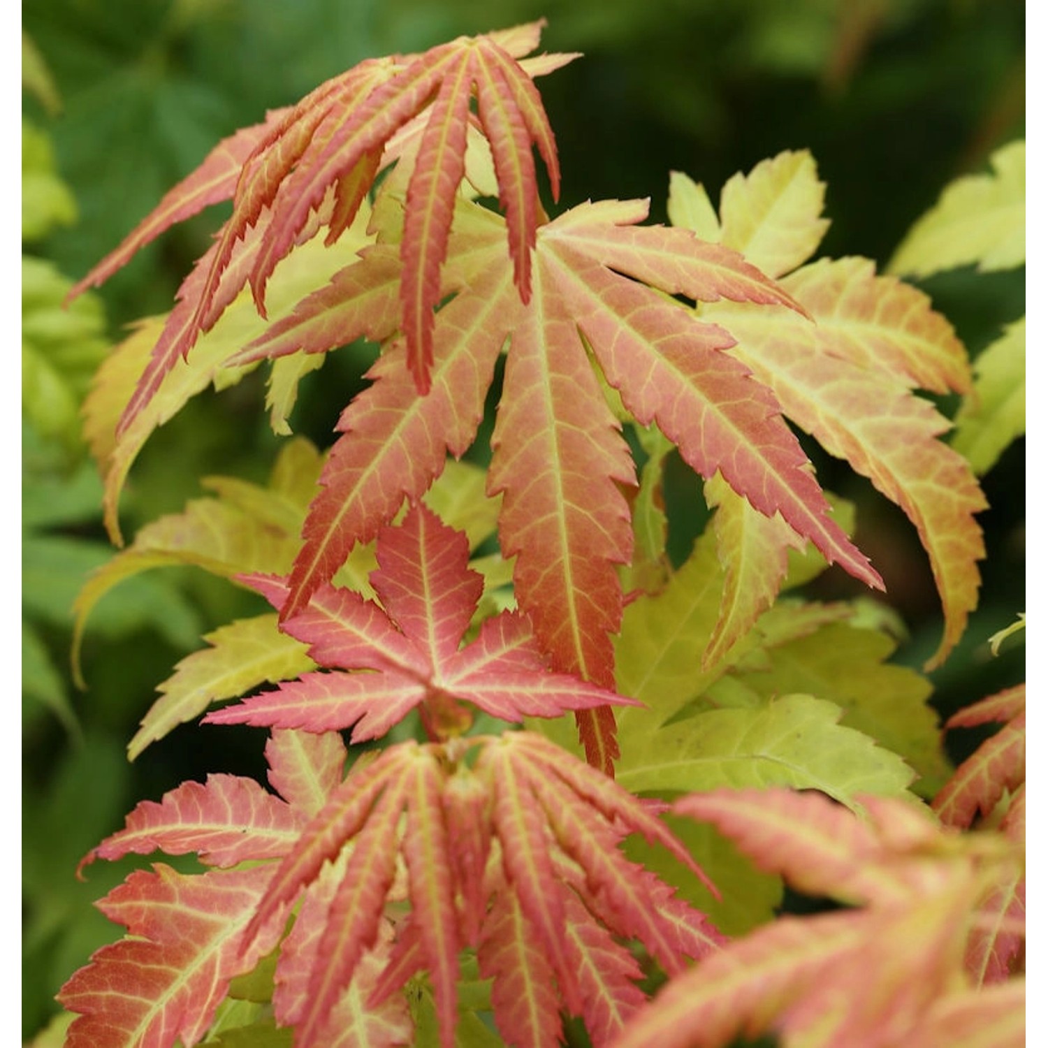 Fächerahorn Orange Dream 80-100cm - Acer palmatum Fächerahorn Orange Dream 80-100cm - Acer palmatum von Die Nr-01.de