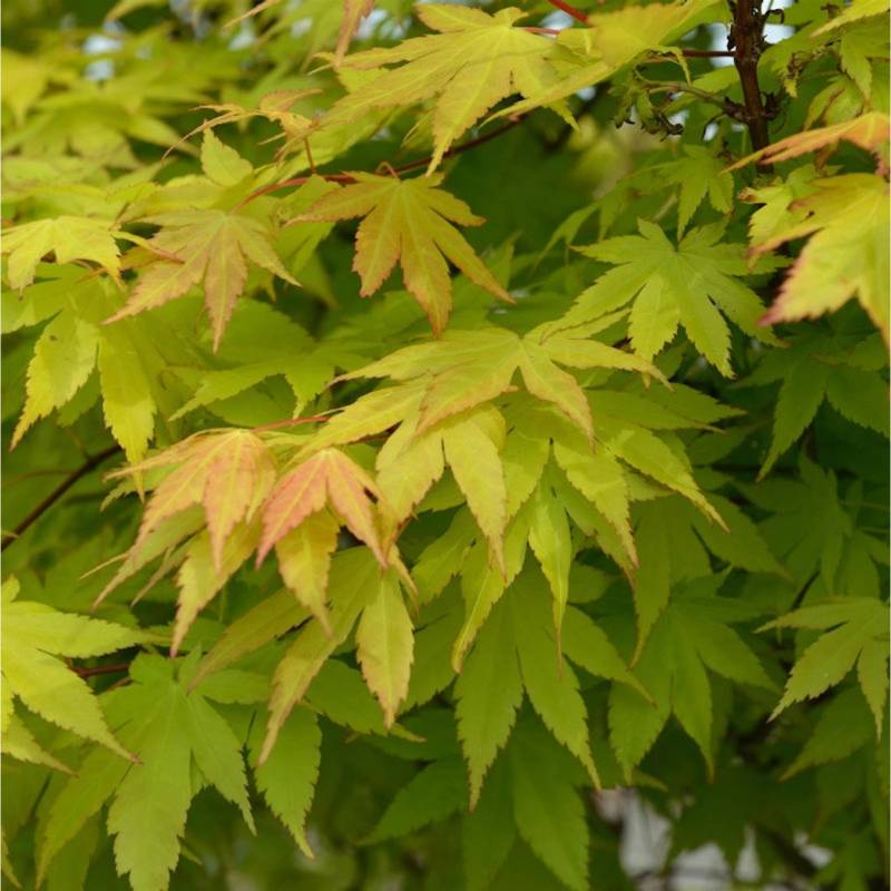 Fächerahorn Summer Gold 100-125cm - Acer palmatum von Die Nr-01.de