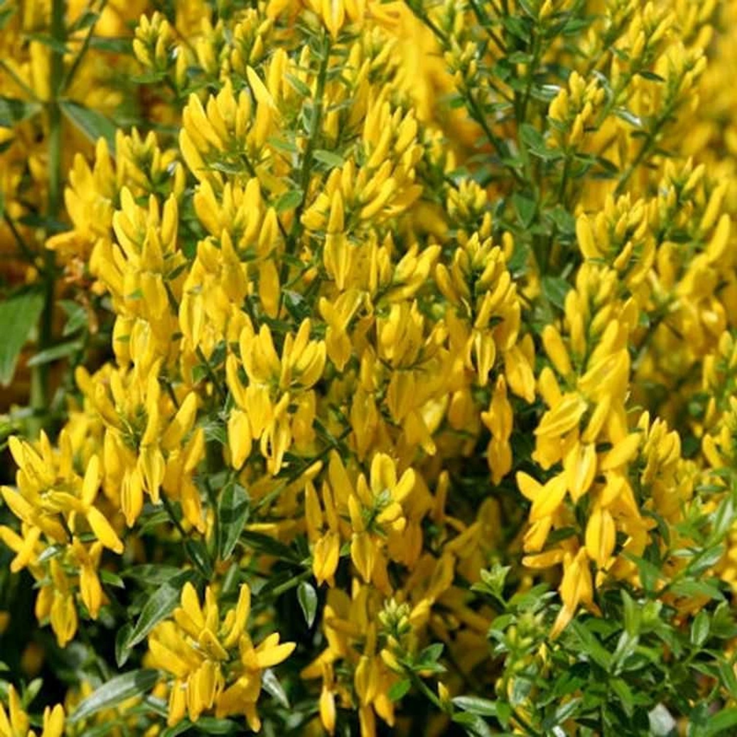 Färberginster Royal Gold 40-60cm - Genista tinctoria Färberginster Royal Gold 40-60cm - Genista tinctoria von Die Nr-01.de