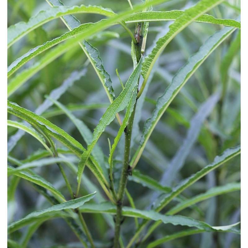Faulbaum Fine Line 80-100cm - Rhamnus frangula von Die Nr-01.de