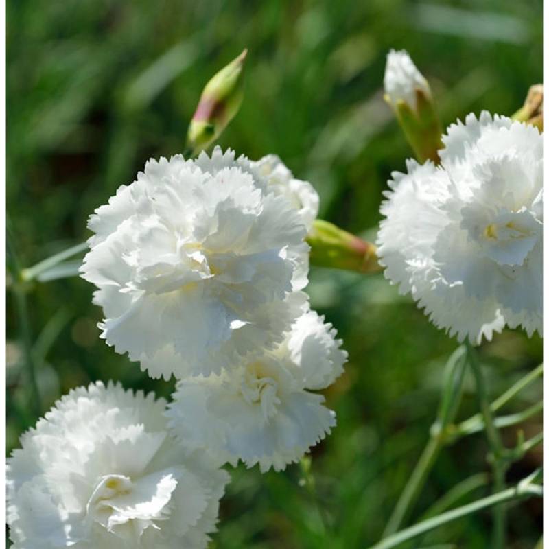 Federnelke Albus Plenus - Dianthus plumarius von Die Nr-01.de