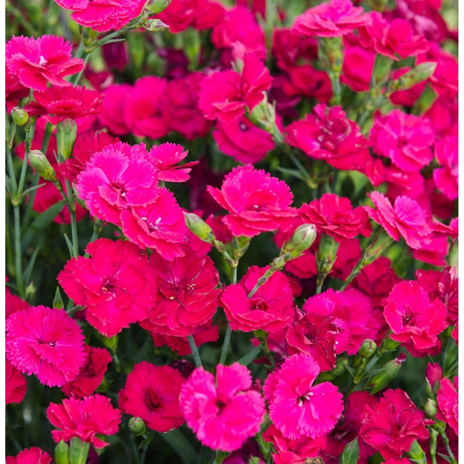 Federnelke Whatfield Magenta - Dianthus plumarius von Die Nr-01.de