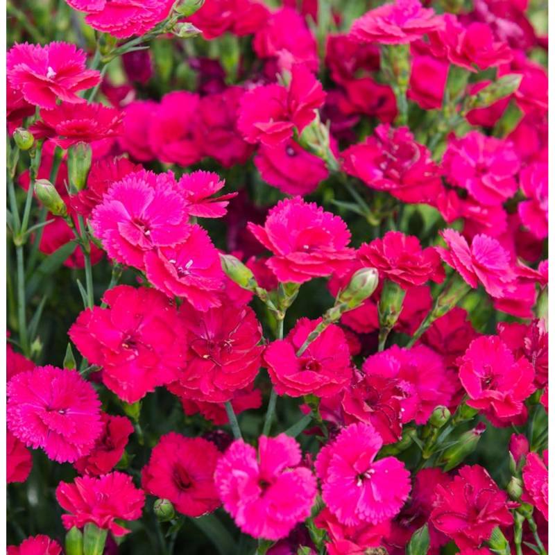 Federnelke Whatfield Magenta - Dianthus plumarius von Die Nr-01.de