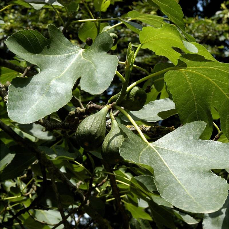 Feigenbaum Brown Turkey 40-60cm - Ficus carica von Die Nr-01.de