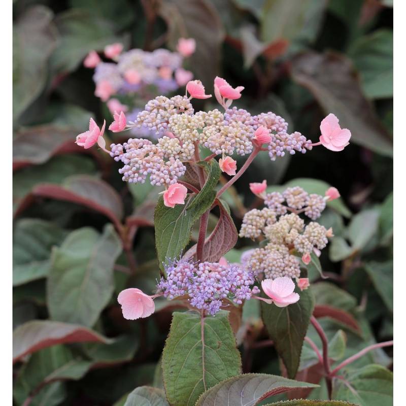 Fellhortensie Hot Chocolate 30-40cm - Hydrangea aspera von Die Nr-01.de