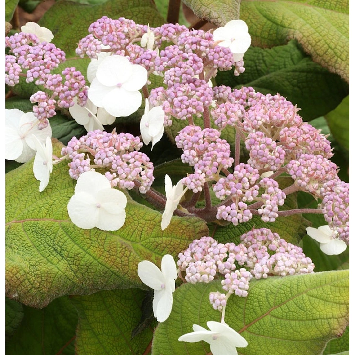 Fellhortensie Taiwans Pink 40-60cm - Hydrangea aspera Fellhortensie Taiwans Pink 40-60cm - Hydrangea aspera von Die Nr-01.de
